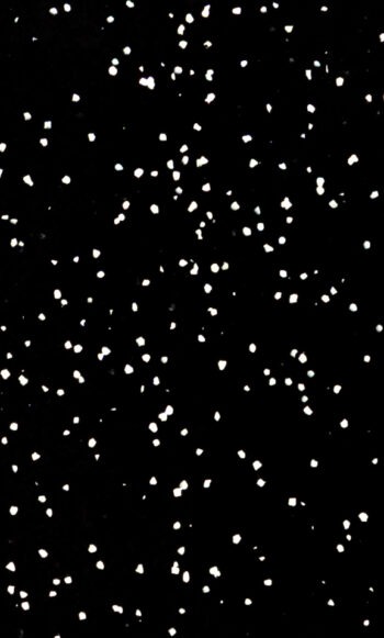 BLACK DALMATIAN