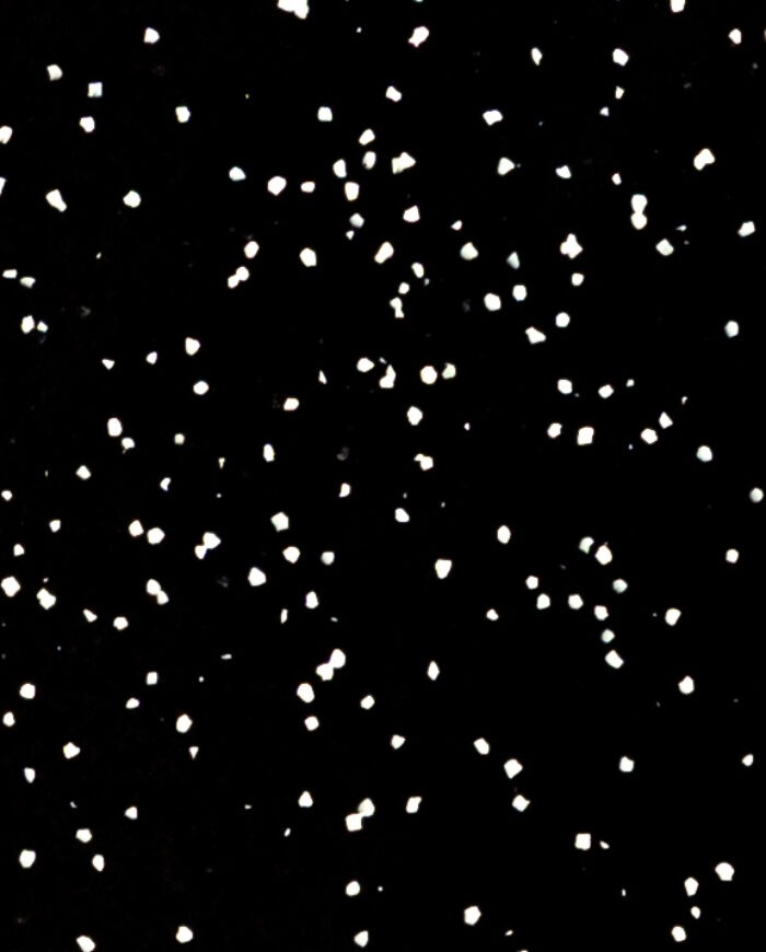 BLACK DALMATIAN